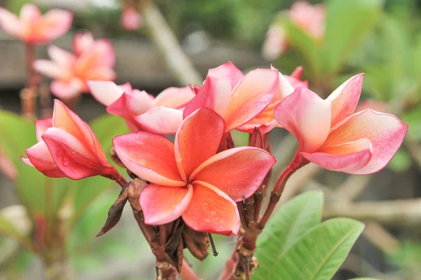 Plumeria Close Ponto Foco Seletivo — Fotografia de Stock