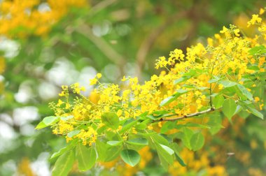 Burma Padauk seçici odak noktasında