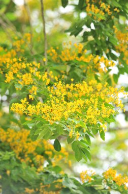 Burma Padauk seçici odak noktasında