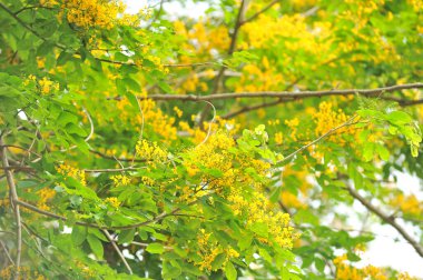 Burma Padauk seçici odak noktasında