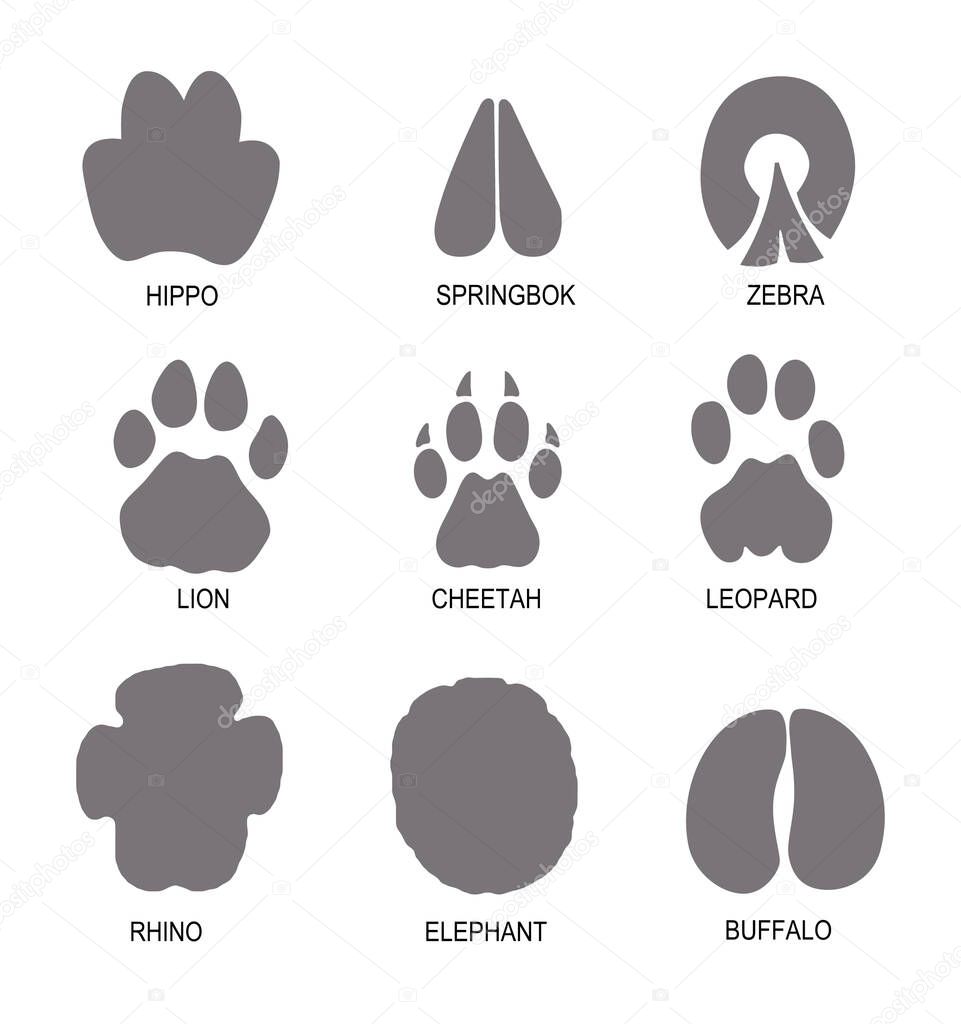 A set of 9 flat African wild animal footprints in gray, isolated on white