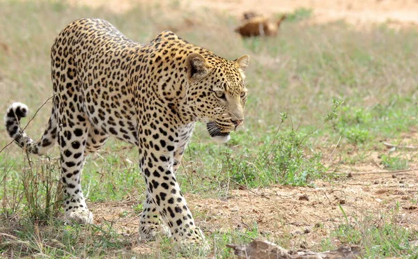 Genç bir leopar erkeğin yakın plan fotoğrafı, Sabi Sands oyun parkında çalılıklarda yavaşça yürürken..