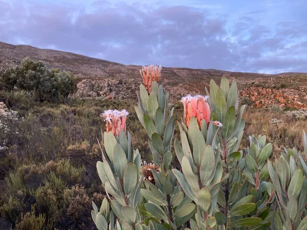 Güney Afrika 'daki Koue Bokkkeveld' de yer alan ve arka planda bulutlu bir kış gökyüzü bulunan dar yapraklı şeker çalısı olarak da bilinen üç Protea neriifolia 'nın yakın plan fotoğrafı.. 