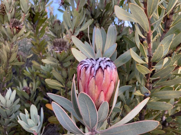 Uma Foto Close Único Protea Neriifolia Também Conhecido Como Arbusto — Fotografia de Stock