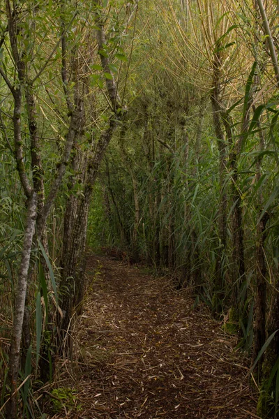 Hermoso Callejón Salvaje Bosque Con Camino Entre Los Árboles —  Fotos de Stock