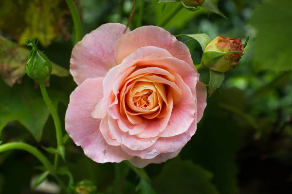 Light Pink Rose Garden Sunny Day — Stock Photo, Image