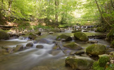 Bir yaz gününde ormandaki bir nehir