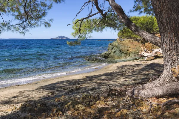 Az erdő megfelel a tenger, sithonia, chalkidiki, Görögország — Stock Fotó