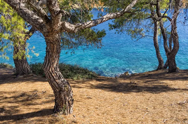 Vista al mar a través de los árboles en Sithonia, Chalkidiki, Grecia — Foto de Stock