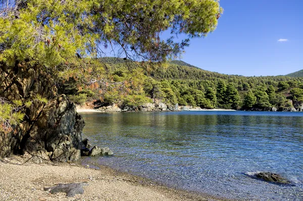 El bosque se encuentra con el mar en Sithonia, Chalkidiki, Grecia — Foto de Stock