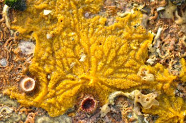 Deniz canlıları deniz kayaları üzerinde arka plan şekilleri oluştururlar.