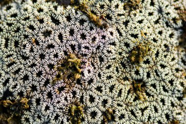 Deniz canlıları deniz kayaları üzerinde arka plan şekilleri oluştururlar.