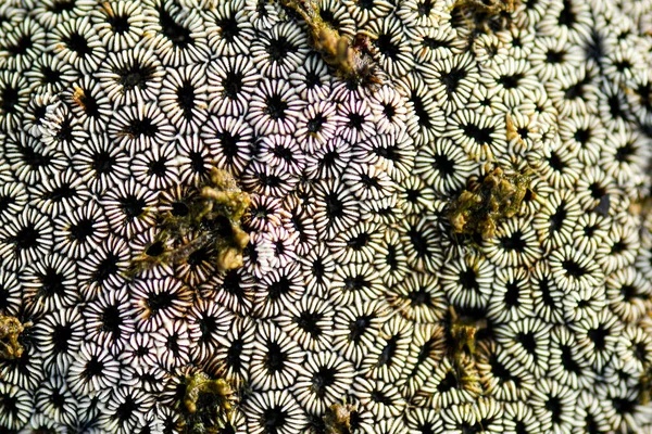 Морские Существа Формируют Фоновые Рисунки Морских Скалах — стоковое фото