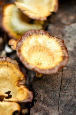 Singapur yağmur ormanlarında kahverengi fincanlar mantar şeklinde..