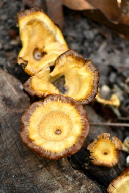 Singapur yağmur ormanlarında kahverengi fincanlar mantar şeklinde..