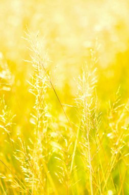 Açığa çıkmış Reed kudret helvası arka plan duvar kâğıdı