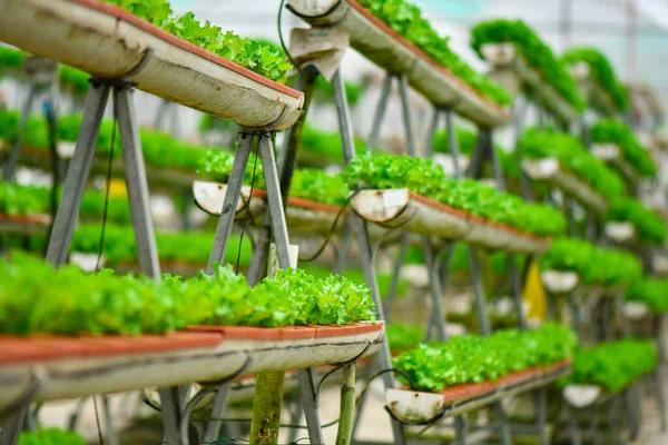 Moderne Landwirtschaft Mit Rack Platz Sparen Vertikale Landwirtschaft — Stockfoto