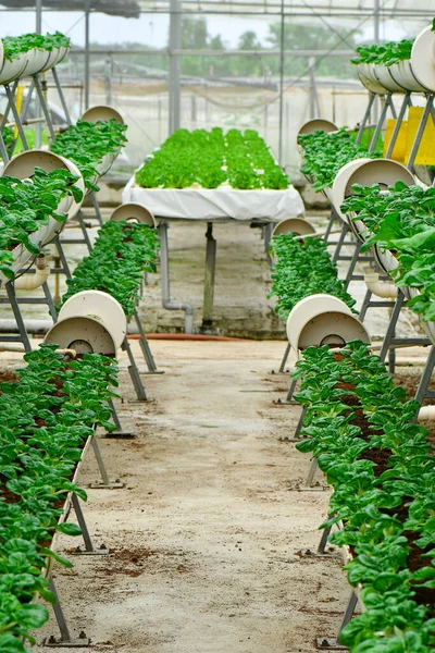 Agricultura Moderna Usando Rack Para Ahorrar Espacio Agricultura Vertical —  Fotos de Stock