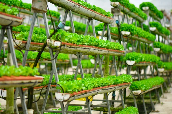 Agricultura Moderna Usando Rack Para Economizar Espaço Agricultura Vertical — Fotografia de Stock