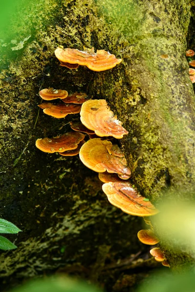Species Mushroom Tropical Rainforests — Stock Photo, Image