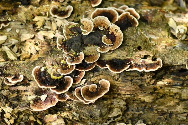 Espèces Champignons Dans Les Forêts Tropicales Humides — Photo