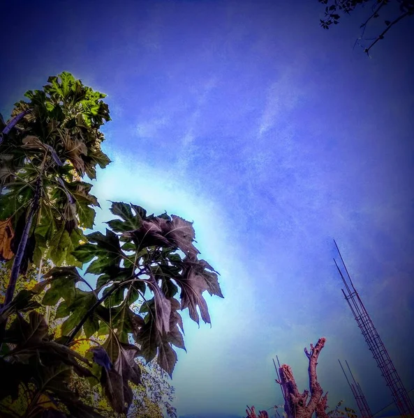 Plant Και Μπλε Ουρανό Προβολή Φόντου — Φωτογραφία Αρχείου