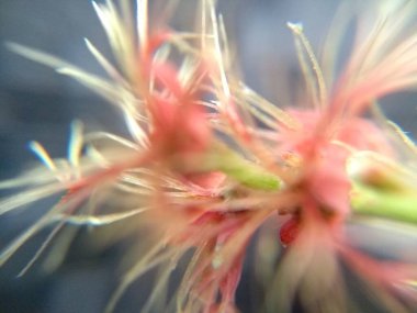 Çimlerin üzerinde makroskopik yakın çekim fotoğrafçılık