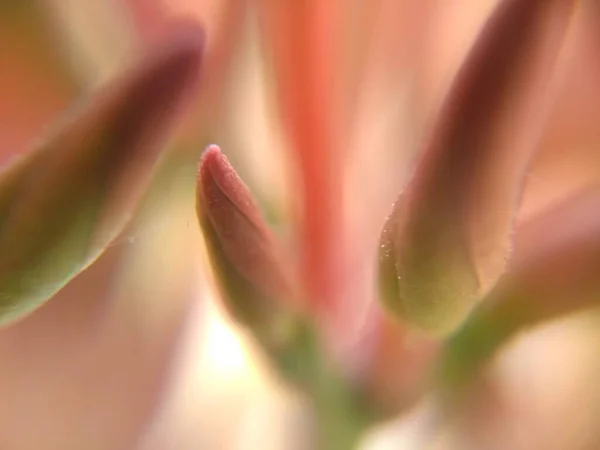 Primer Plano Una Flor Fotografía Macroscópica — Foto de Stock