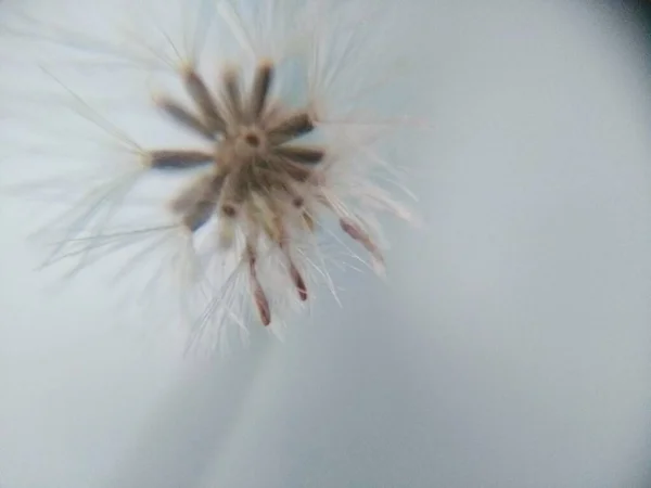 Dandelion Seed Black White — Stock Photo, Image