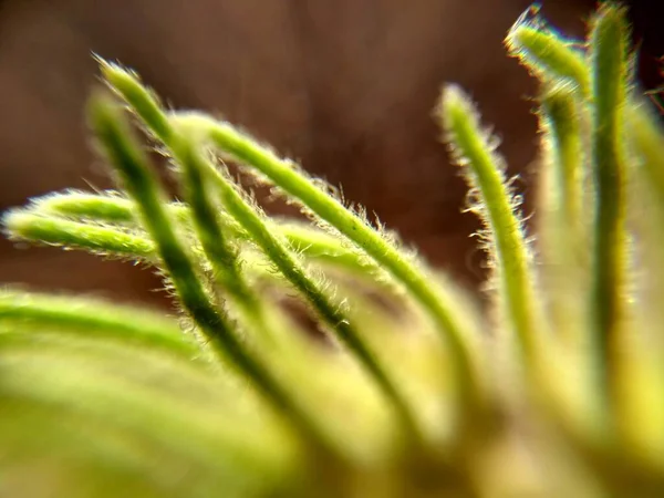 Extreme Close Grass Nature — Stock Photo, Image