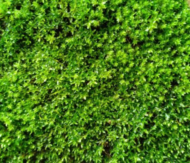 Yeşil renkli çimenler ve teneke yaprağın arka planı