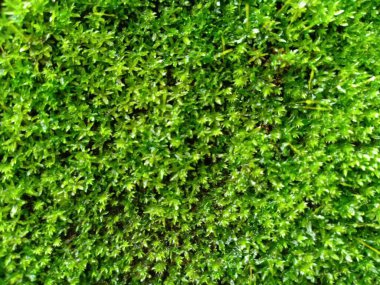 çimenler küçük bitkiler yeşil