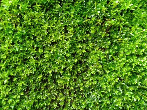 çimenler küçük bitkiler yeşil