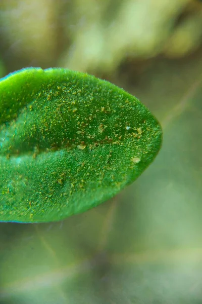 Üzerinde parçacıklar olan desenli küçük bir yaprağa yaklaş