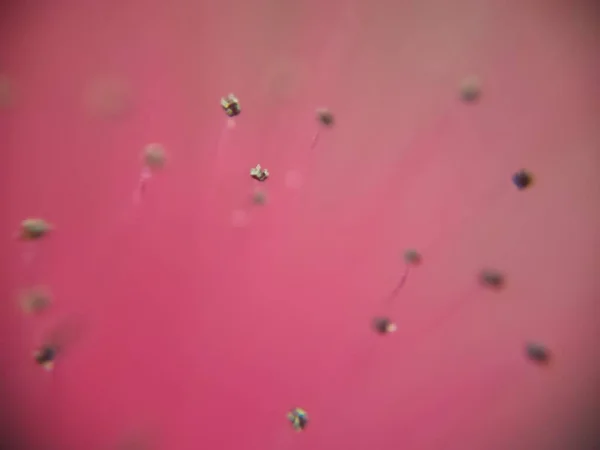 Pink Background Golden Pollens — Stockfoto