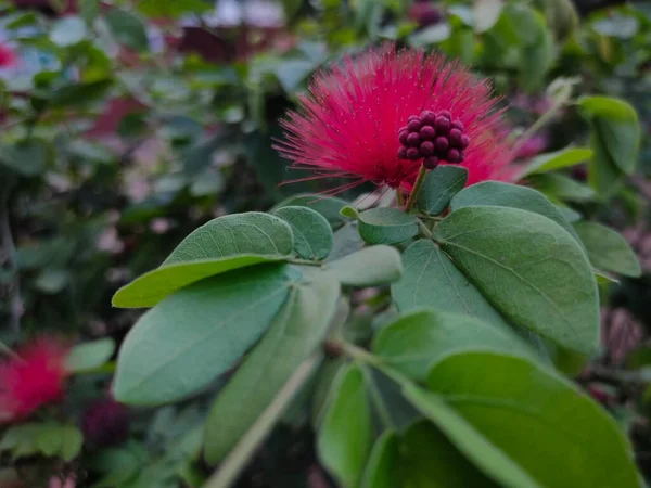 Calliandra Haematocephala Bunga Bubuk Merah Bunga Puff — Stok Foto