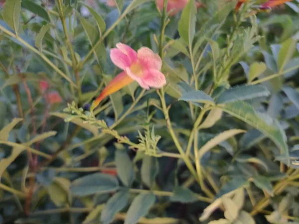 ピンクのやちむんの花が — ストック写真