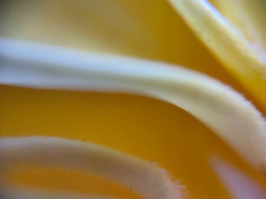 Sarı desenli makroskobik yakın çekim