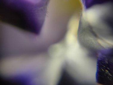 Menekşe yaprağı soyut arkaplanı