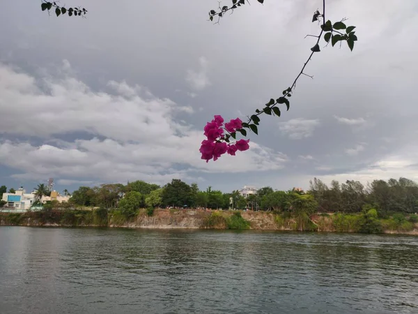 Bougainville pink flower hanging from plant and defocused lake background