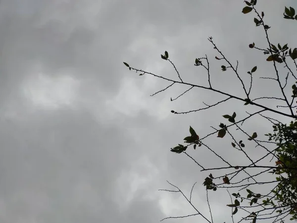 Темний Хмарний Фон Гілки Дерев Одному Кінці — стокове фото