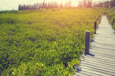 Mangrov ormanındaki küçük tahta köprü yok olma noktası perspektifi