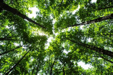 Yaz güneşinde yaprakların arasında parlayan yeşil orman ağacı yaprakları, doğal tuval dokusu.