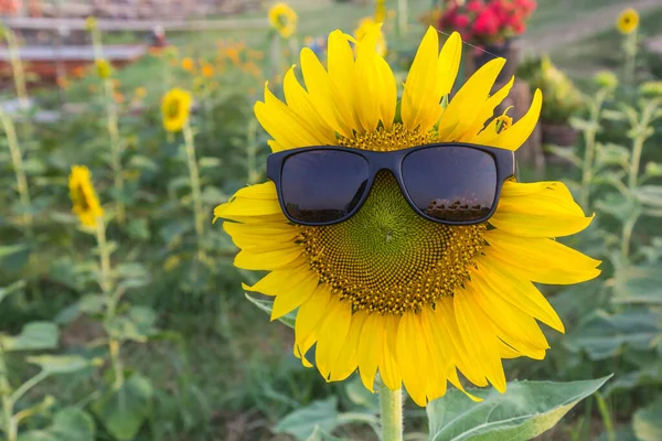 Schöne Sonnenblume Mit Sonnenbrille Schwarz Von Sonnenlicht Und Garten — Stockfoto