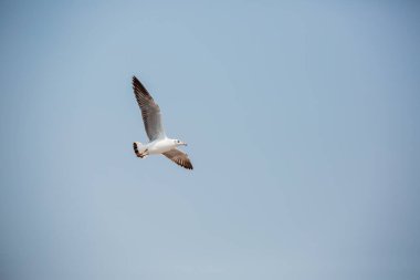 Mavi gökyüzüne karşı geniş kanatları olan martılar yüksekten uçuyor. İlham verici özgürlük ve arzu kavramı.