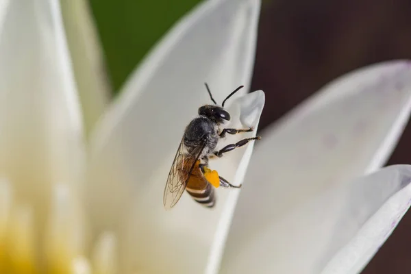 Közelkép Lótuszvirág Fehér Lótuszvirág Méh Pollen Lótuszon Tóban — Stock Fotó