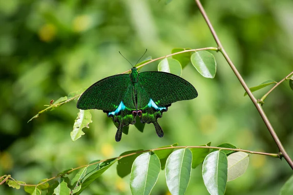 Green  butterfly Insect in the nature habitat, sitting in the green leaves, thailand, Asia. Wildlife scene from green forest.