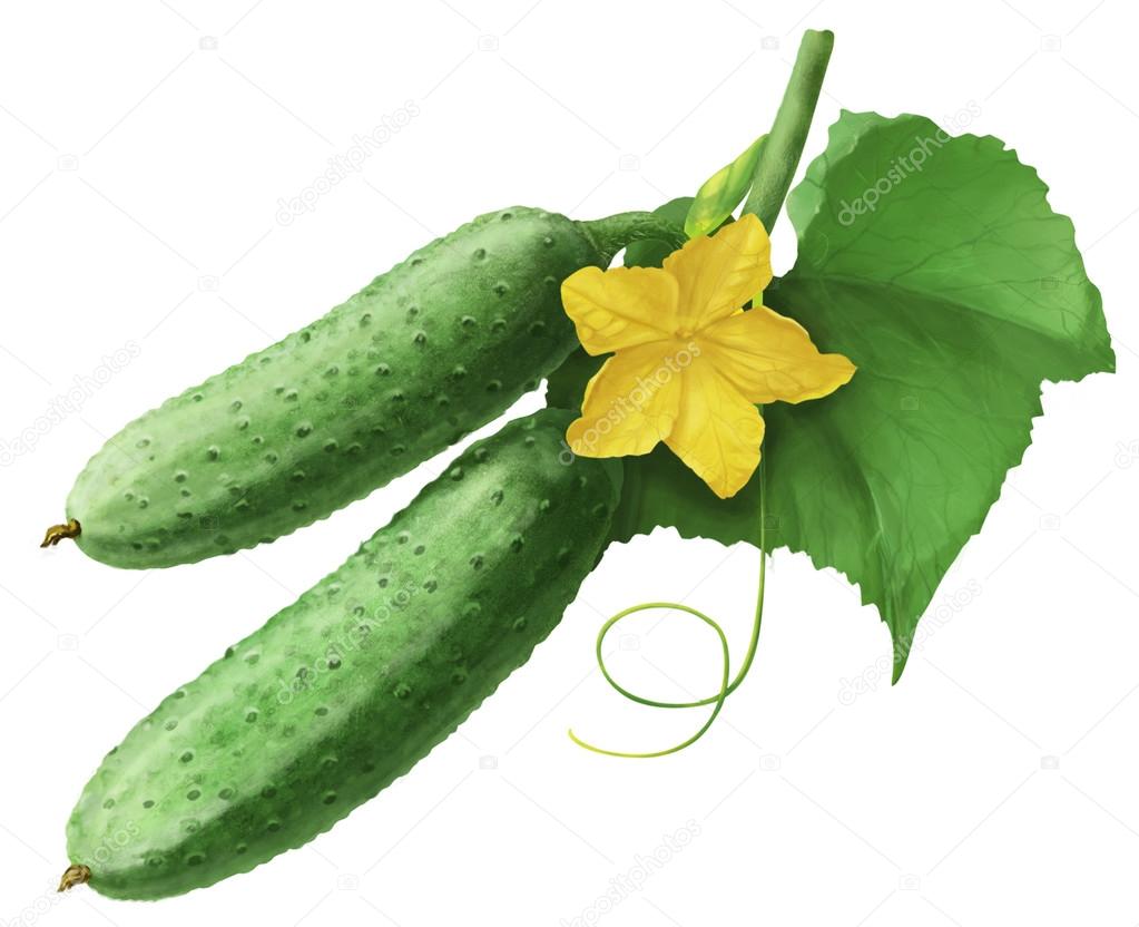 two green cucumbers and yellow flower on a branch