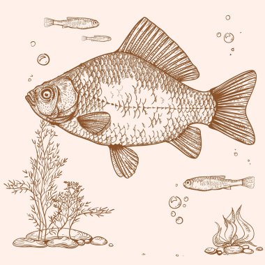 engraving of fish clipart