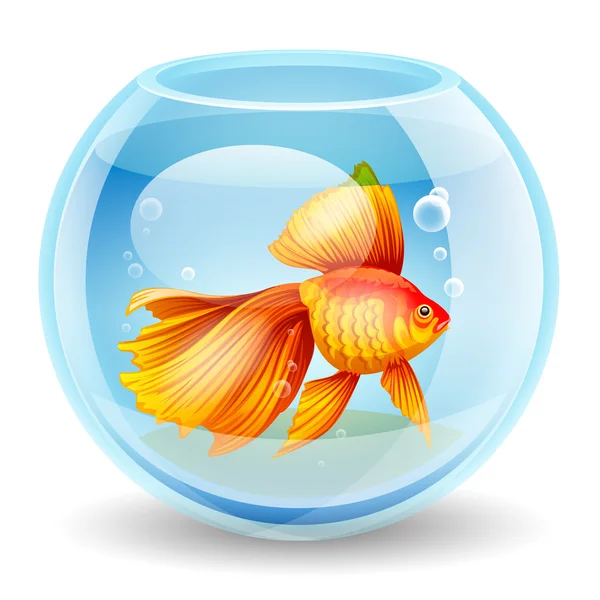 一条金鱼在鱼缸中的矢量图 — 图库矢量图片